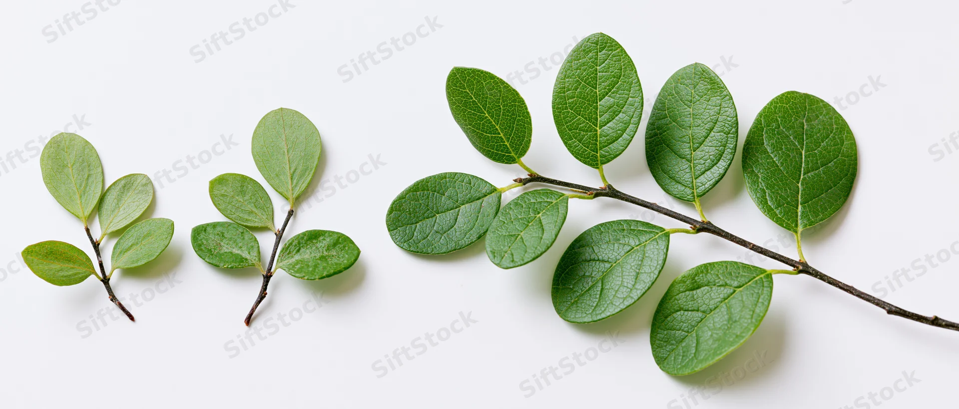Three small leafy plant sprigs arranged horizontally across a white background