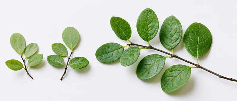 Three small leafy plant sprigs arranged horizontally across a white background