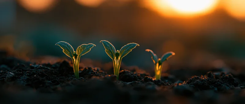 Three small seedlings emerging from dark rich soil at sunrise
