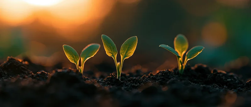 Three small seedlings emerging from dark rich soil at sunrise