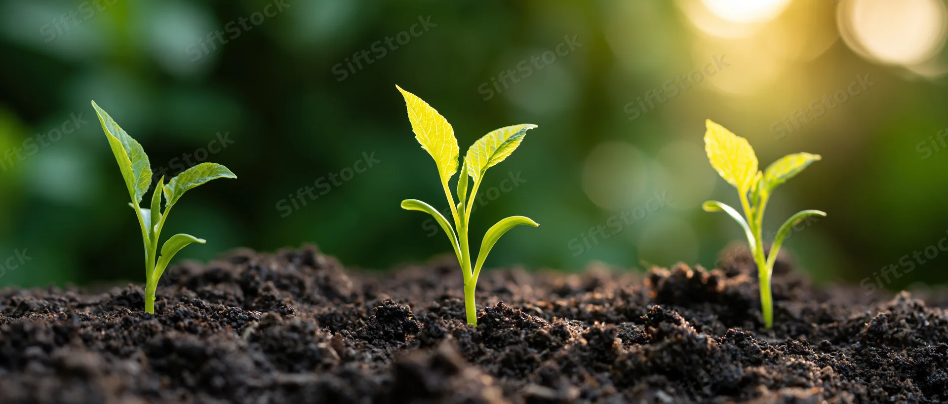 Three seedlings in growth sequence emerging from dark soil in a garden setting