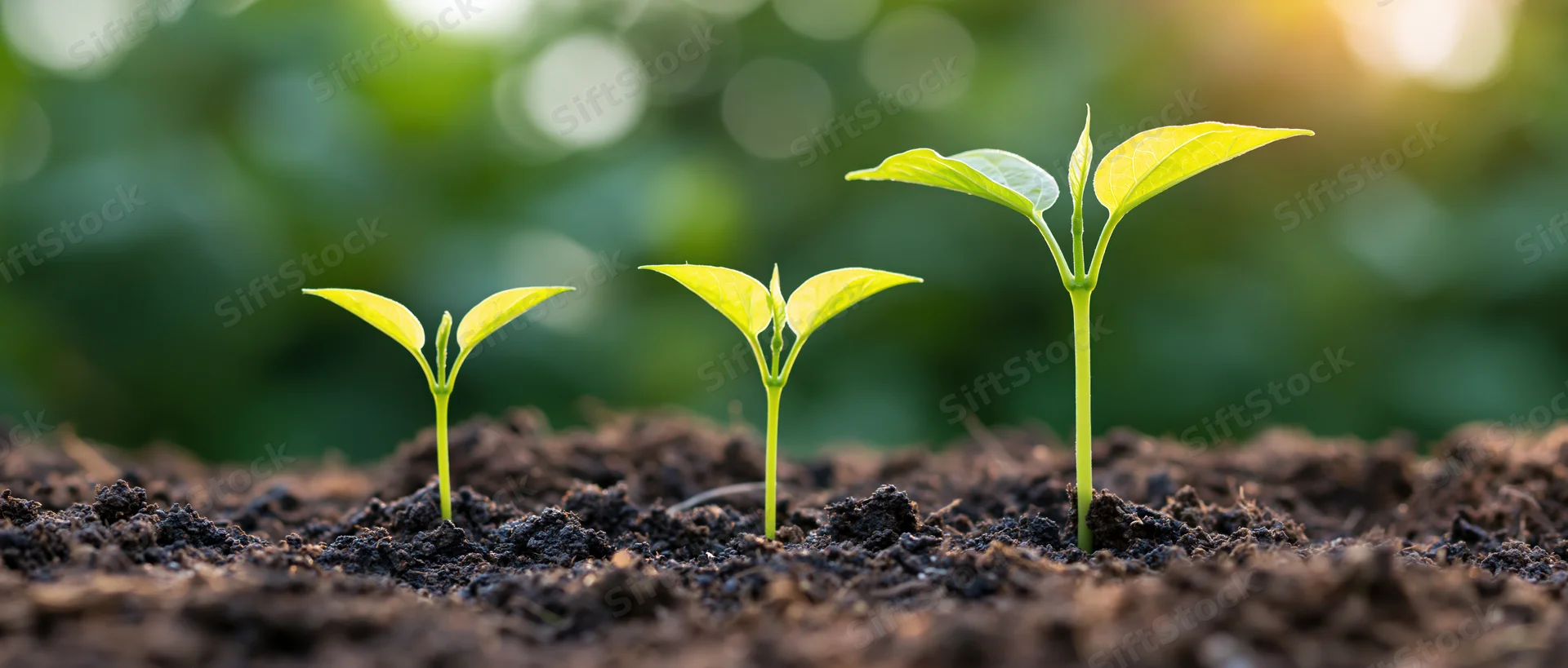Three seedlings in growth sequence emerging from dark soil with sunlight in background