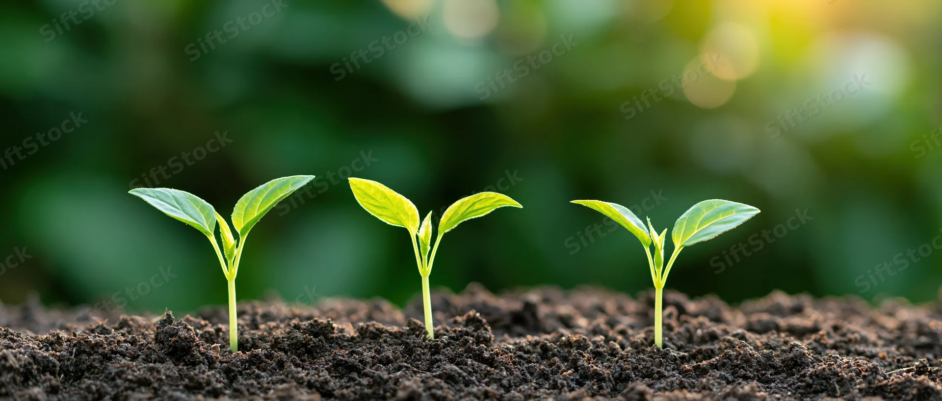 Three seedlings in growth sequence emerging from dark soil in a garden setting