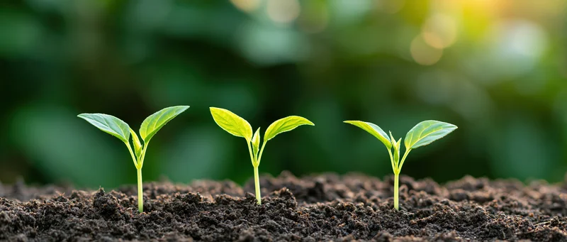Three seedlings in growth sequence emerging from dark soil in a garden setting