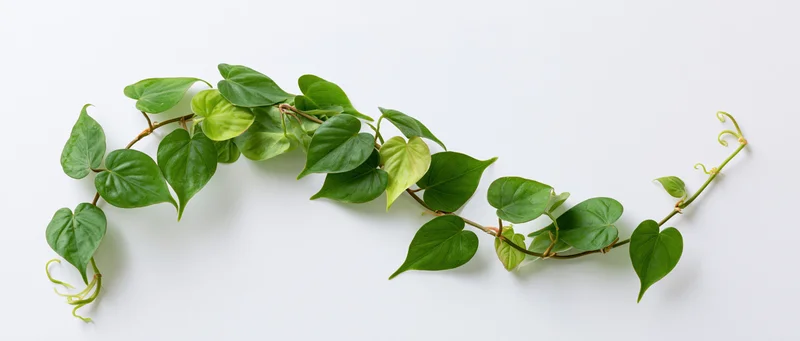 Trailing green vine with heart-shaped leaves arching across white surface