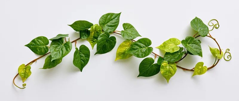 Trailing green vine with heart-shaped leaves arching across white surface