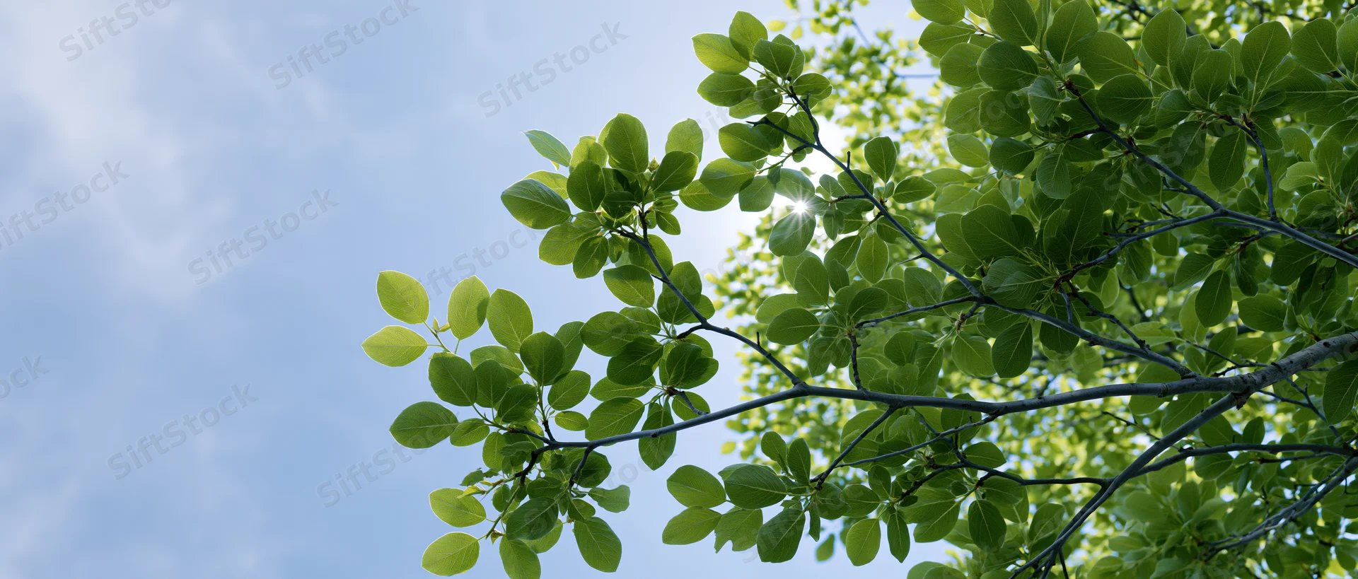 Tree branches with fresh green leaves against a blue sky with sunlight filtering through