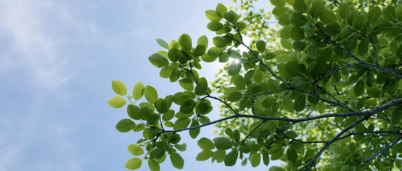Tree branches with fresh green leaves against a blue sky with sunlight filtering through