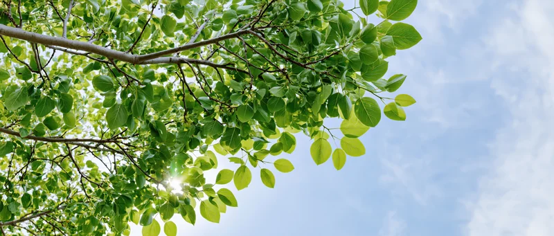 Tree branches with fresh green leaves against a blue sky with sunlight filtering through