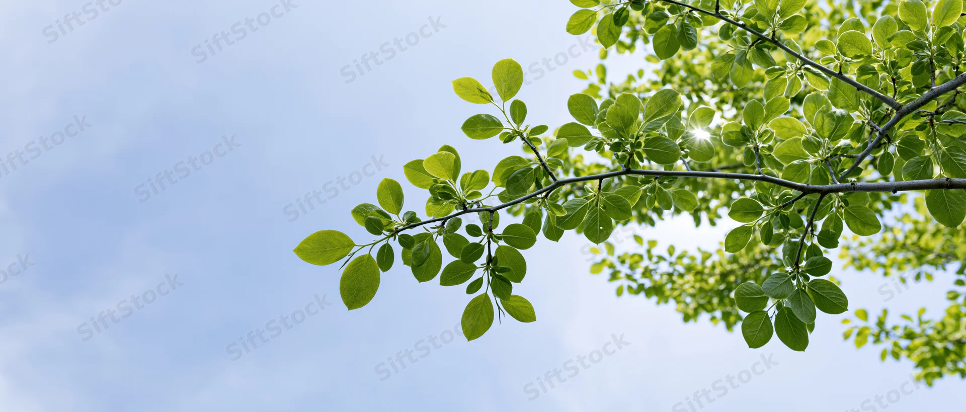 Tree branch with fresh green leaves against a blue sky