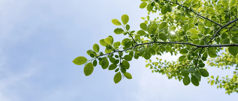 Tree branch with fresh green leaves against a blue sky