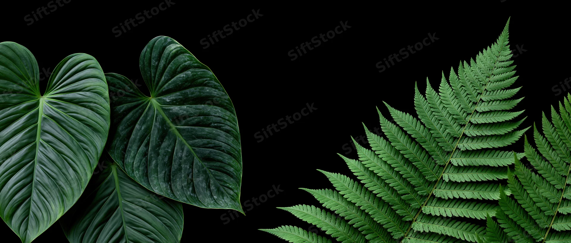 Tropical leaves and ferns arranged against a black background