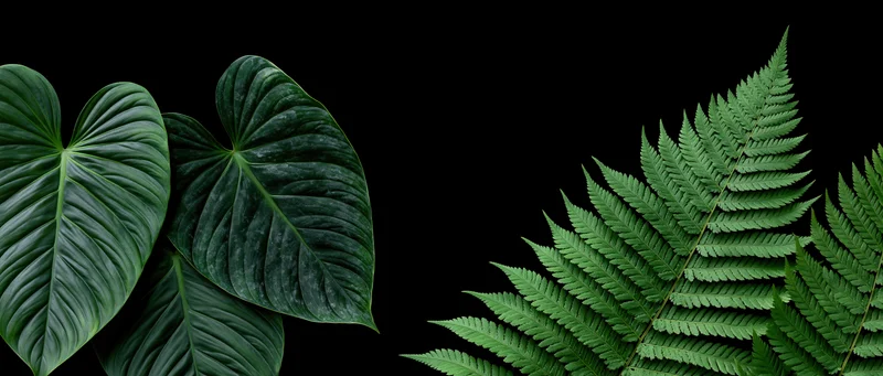 Tropical leaves and ferns arranged against a black background