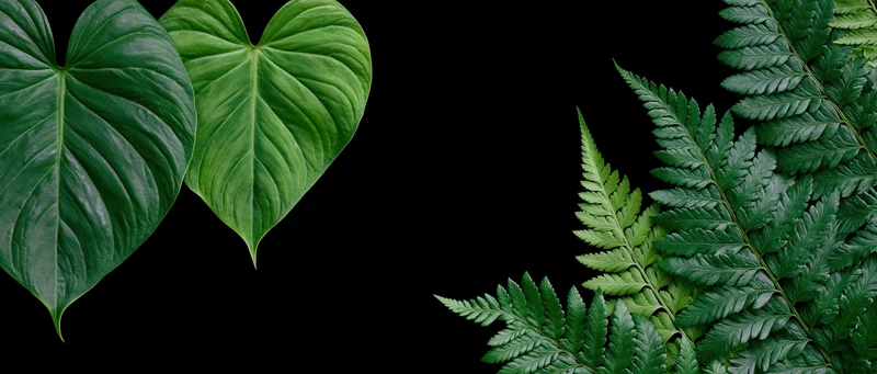 Tropical leaves and ferns arranged on black background with copyspace