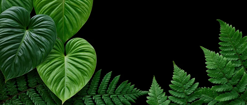 Tropical foliage arrangement with philodendron and fern leaves on black background