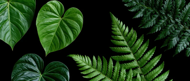 Tropical foliage arrangement with heart-shaped and fern leaves on black background