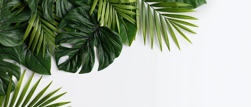 Tropical leaves arranged along the left edge on a white background with copyspace