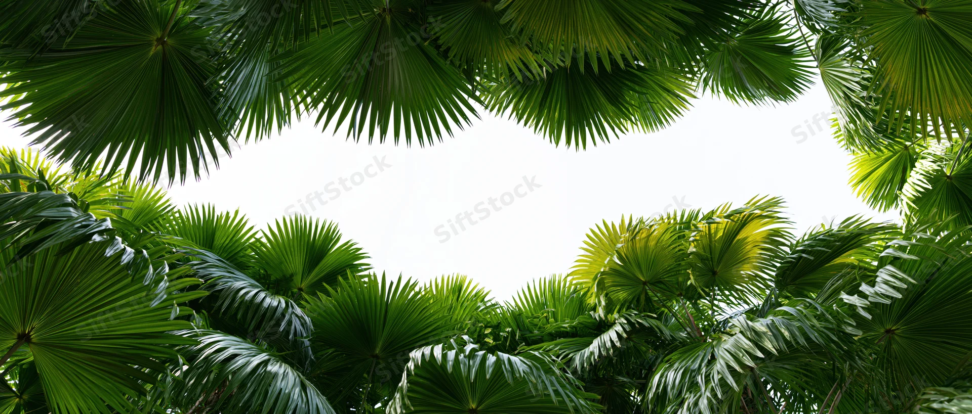 Tropical palm and fan leaves forming a natural frame around a bright sky