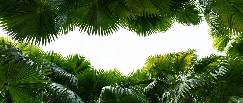 Tropical palm and fan leaves forming a natural frame around a bright sky