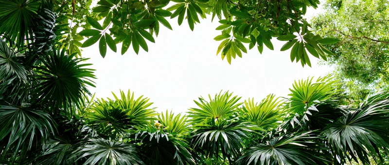 Dense tropical palm and fan leaves framing a bright sky from below