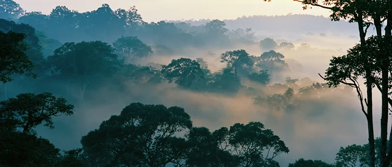 Tropical rainforest canopy blanketed in rising morning mist at dawn
