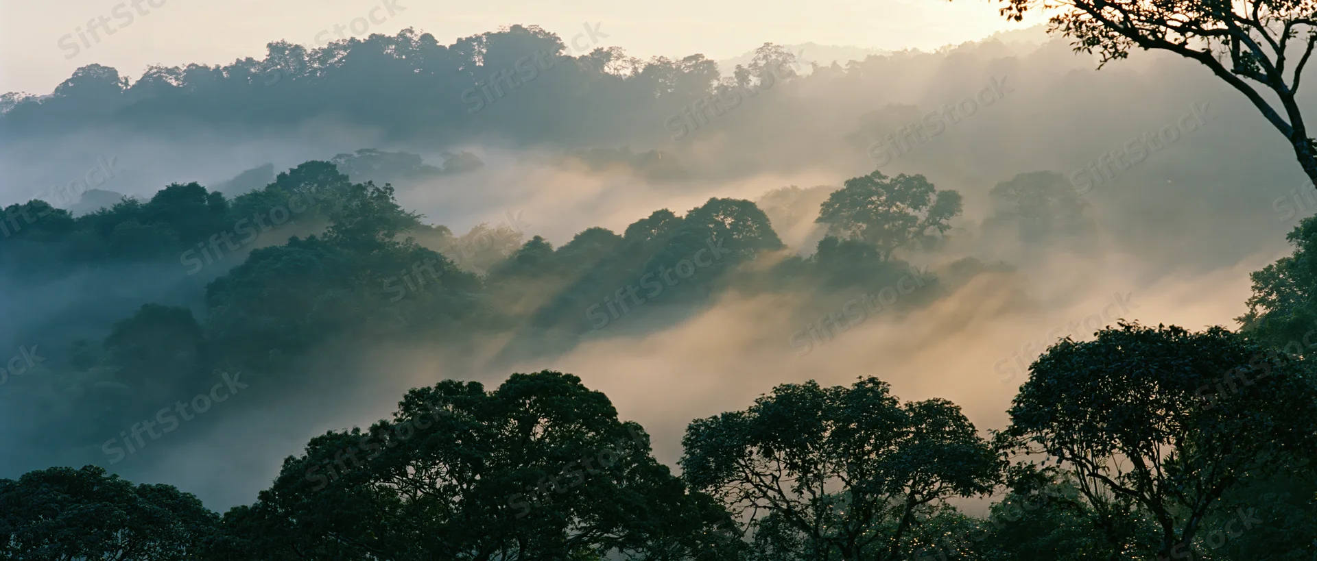 Tropical rainforest canopy covered in rising morning mist at dawn