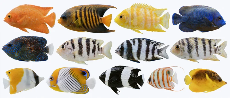 Twelve tropical reef fish arranged in two rows on white background