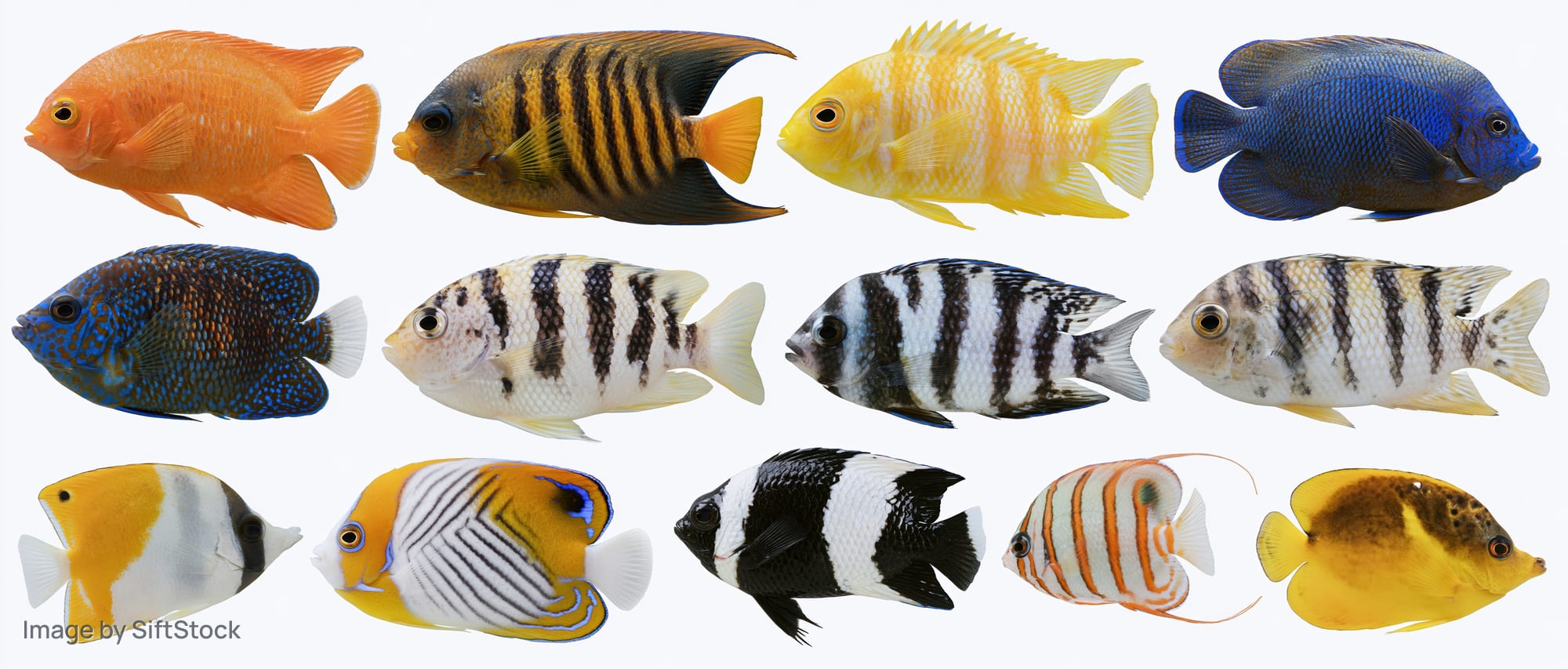 Twelve tropical reef fish arranged in two rows on white background