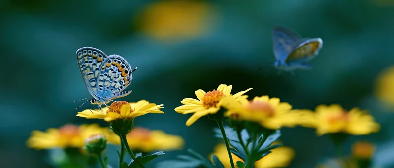 Blue-spotted butterfly perched on yellow daisy-like flower in a garden setting