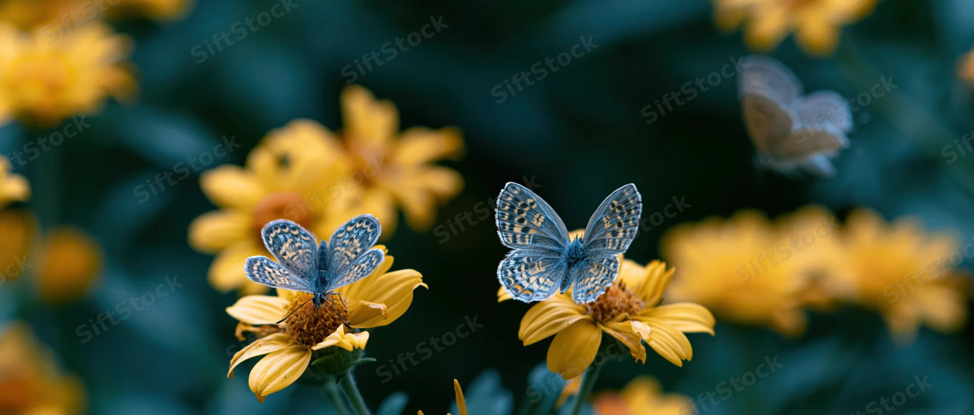 Blue-spotted butterflies resting on yellow daisy-like flowers in a garden setting