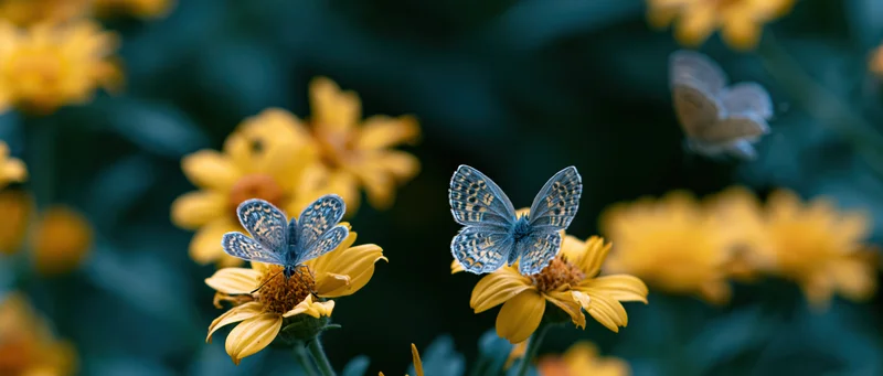 Blue-spotted butterflies resting on yellow daisy-like flowers in a garden setting
