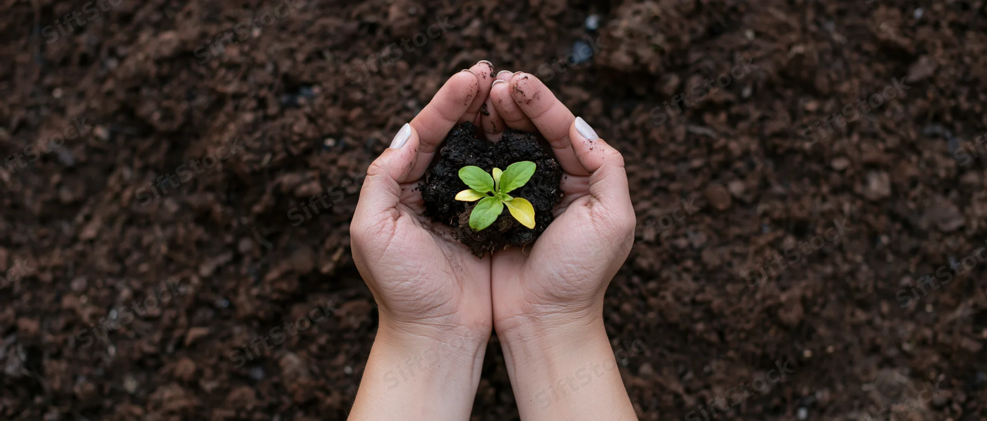 Cupped hands holding a small green seedling with soil over dark earth background