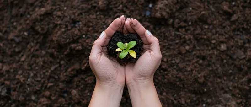 Cupped hands holding a small green seedling with soil over dark earth background