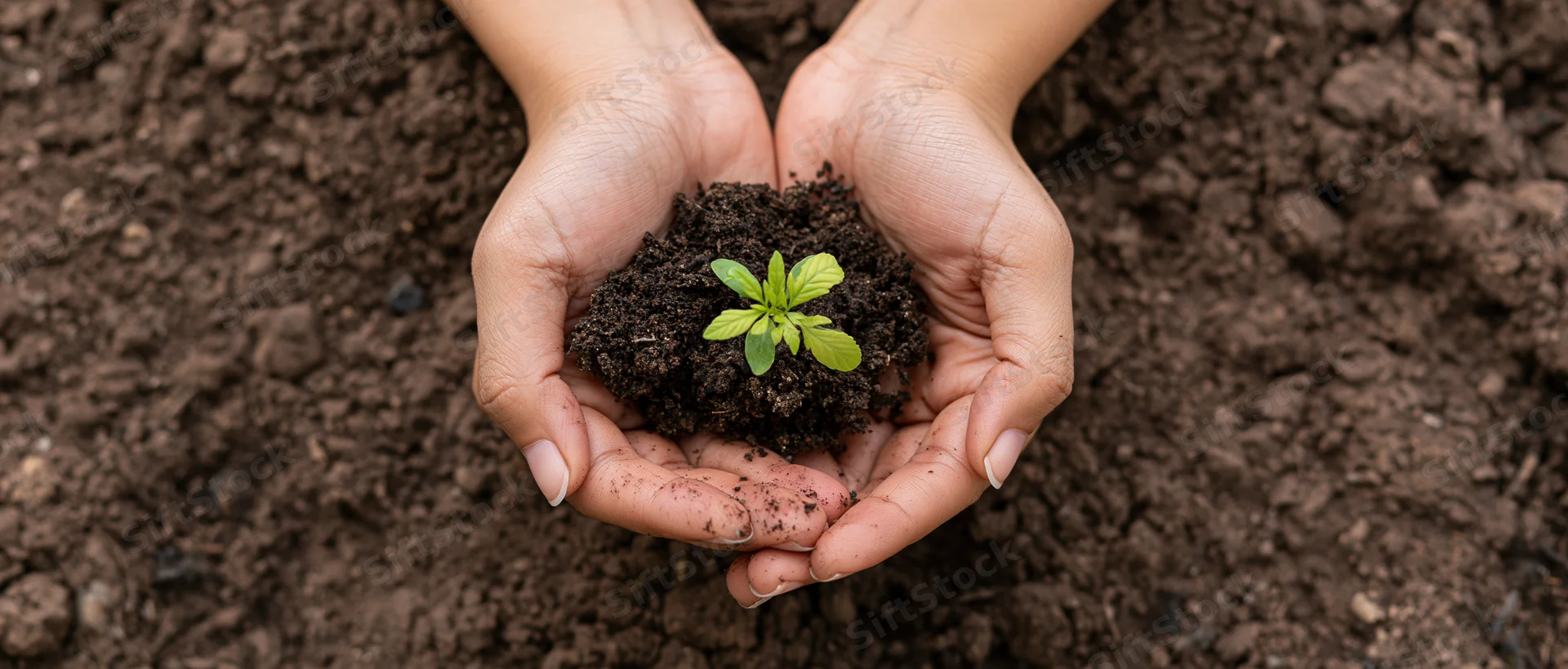 Cupped hands holding a small green seedling in soil over dark earth