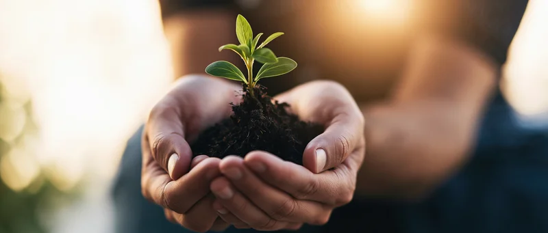 Hands cupping a small green seedling with soil, outdoors in sunlight