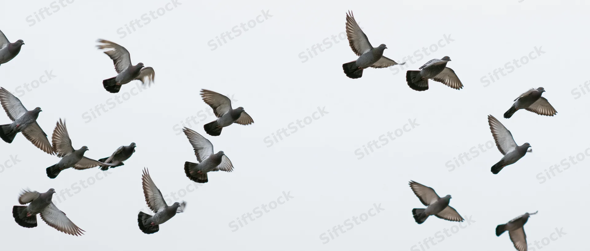 Two flocks of pigeons in mid-flight against a white sky