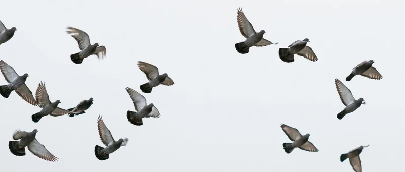 Two flocks of pigeons in mid-flight against a white sky