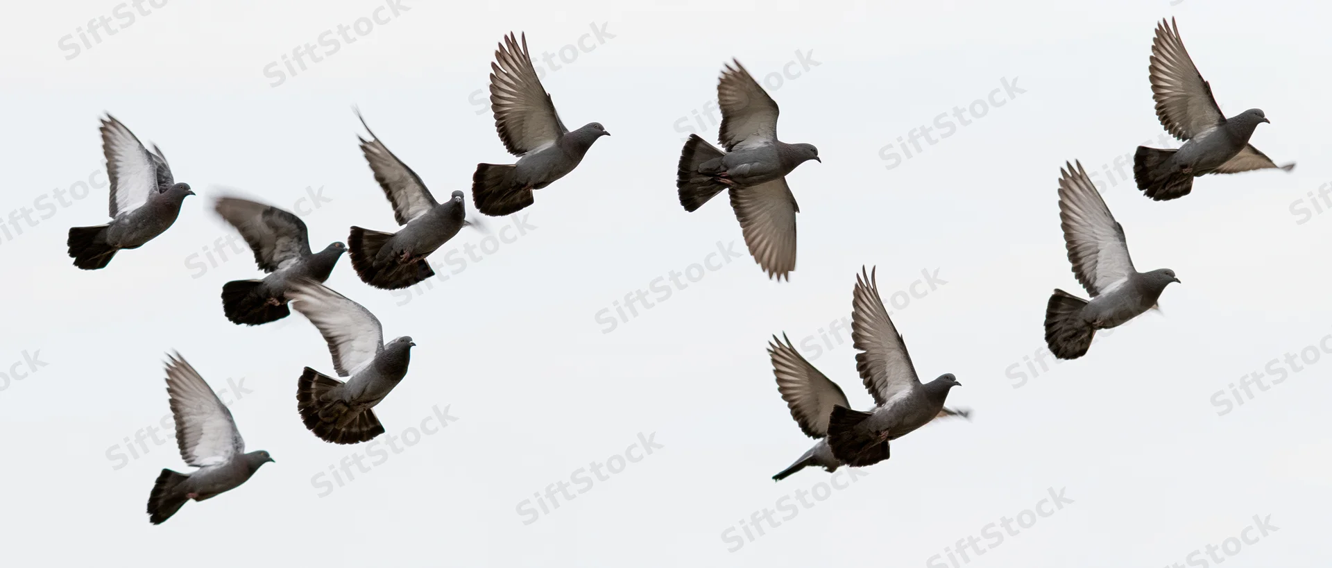 Two flocks of pigeons in mid-flight against a plain white sky