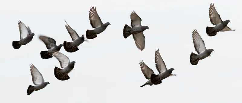 Two flocks of pigeons in mid-flight against a plain white sky