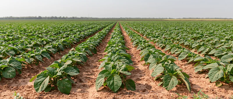 Rows of young soybean plants growing in a vast cultivated field under clear sky