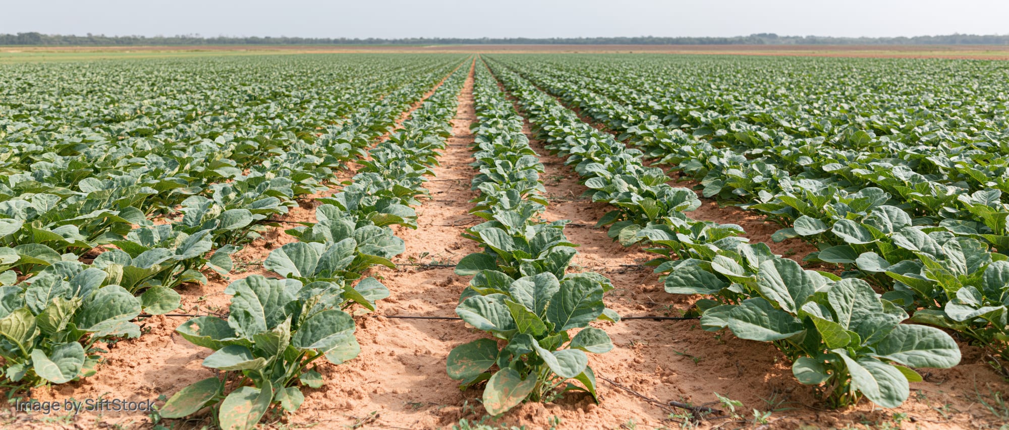 Young soybean plants growing in neat rows across a vast agricultural field