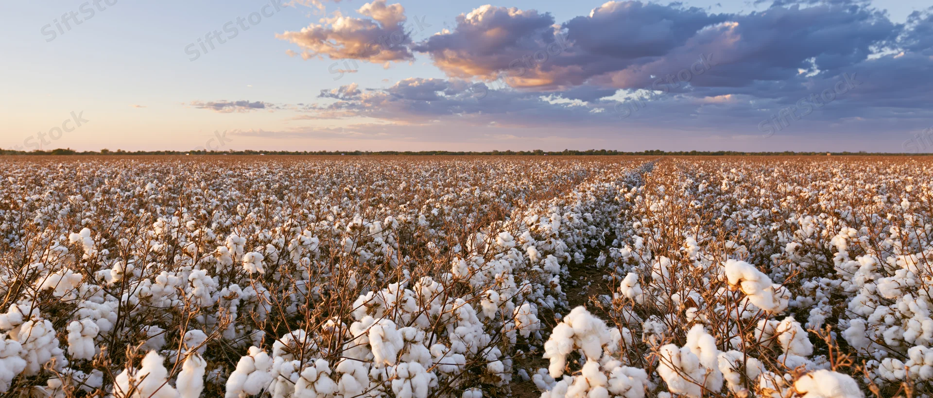 Vast cotton field at harvest time with white fluffy bolls under a cloudy sky at sunset