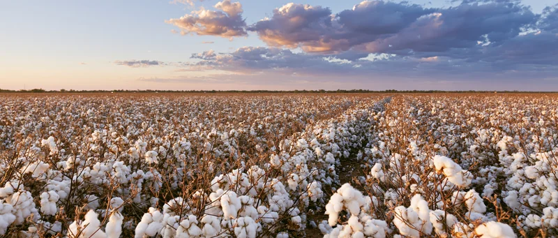 Vast cotton field at harvest time with white fluffy bolls under a cloudy sky at sunset