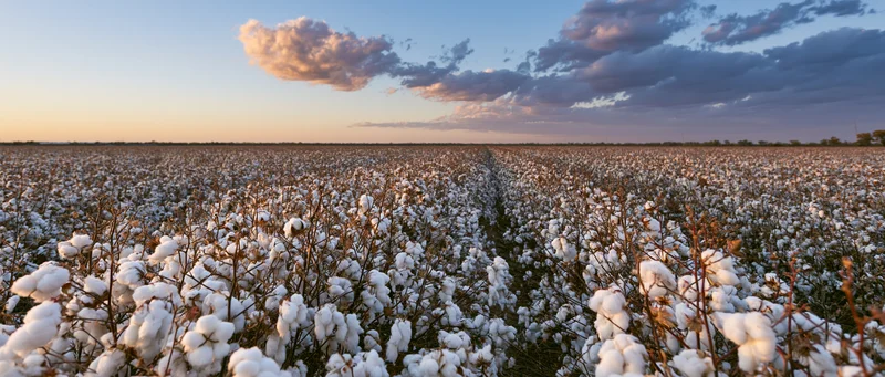 Vast cotton field at harvest time with white fluffy bolls stretching to the horizon under a twilight sky
