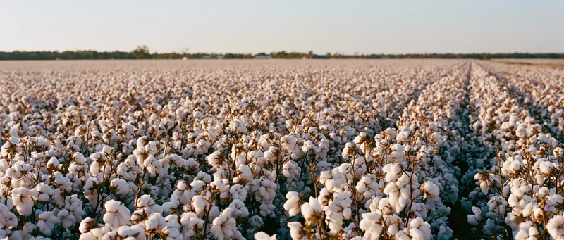 Vast cotton field at peak harvest with fully open white bolls stretching to the horizon