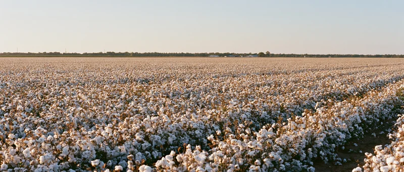 Vast cotton field at peak harvest with fully open white bolls under golden sunlight