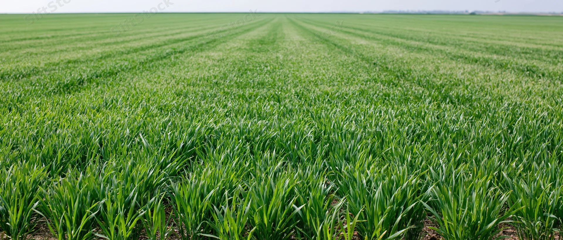 Rows of young green wheat growing in a vast flat agricultural field under daylight