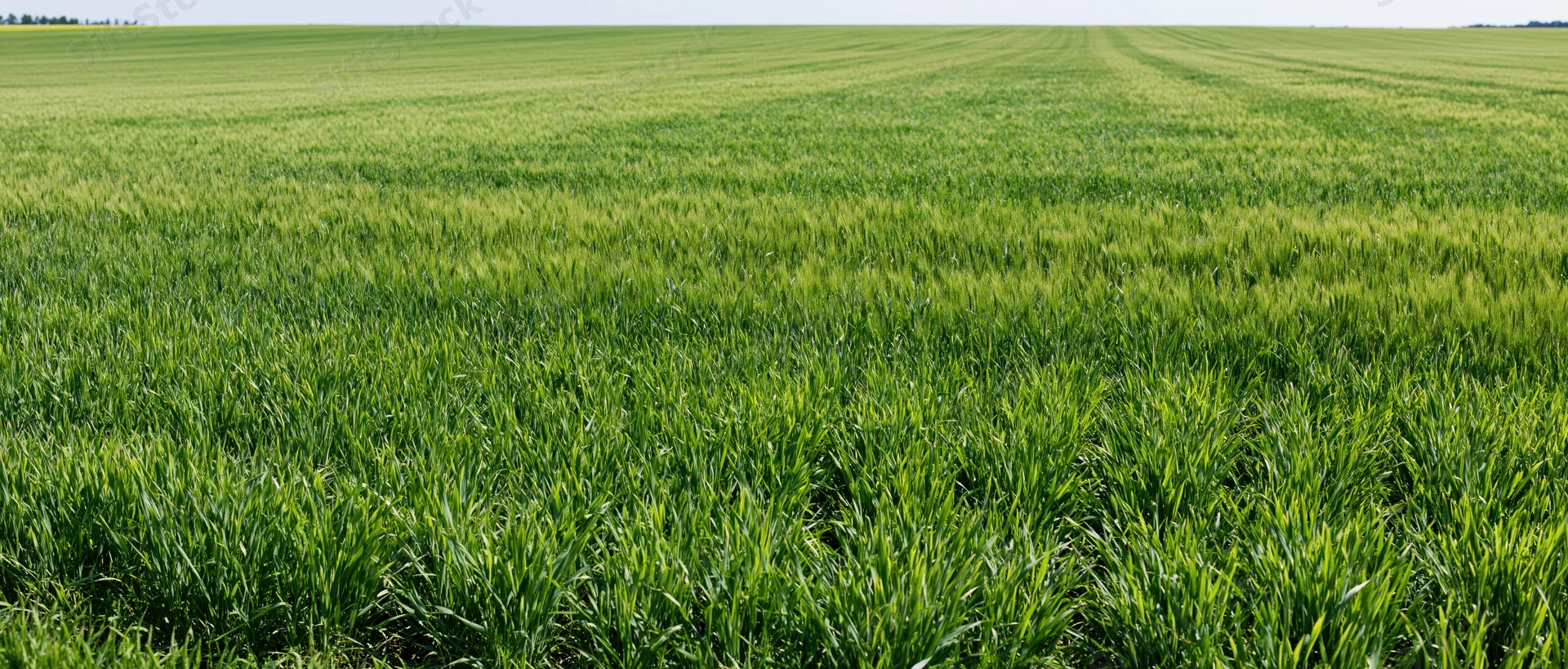 Vast flat field of young green wheat growing under open sky