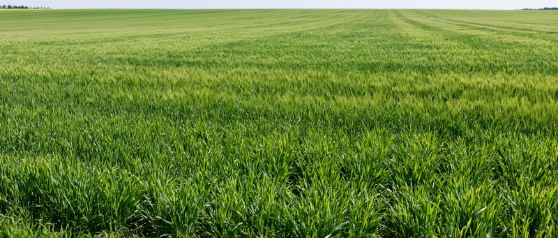 Vast flat field of young green wheat growing under open sky