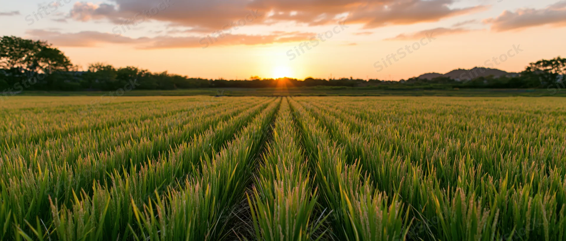 Rows of rice plants in a vast paddy field at sunset